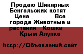 Продаю Шикарных Бенгальских котят › Цена ­ 17 000 - Все города Животные и растения » Кошки   . Крым,Алупка